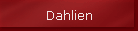 Dahlien
