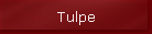 Tulpe