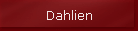 Dahlien