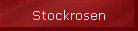 Stockrosen