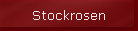 Stockrosen