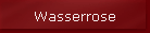 Wasserrose