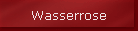 Wasserrose